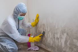 Mold Odor Removal Services in Sonterra, TX